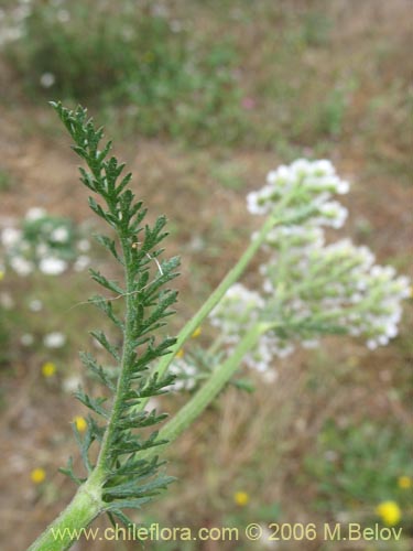 Image of Achillea millefolium (Milenrama / Milflores / Milhojas / Aquilea / Altamisa). Click to enlarge parts of image.